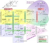 676px-Steroidogenesis.svg.jpg