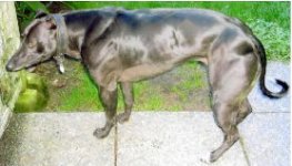 MyostatinMutantWhippet.jpg