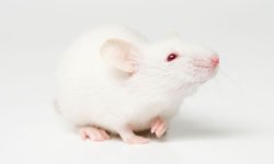 White-mouse-008.jpg