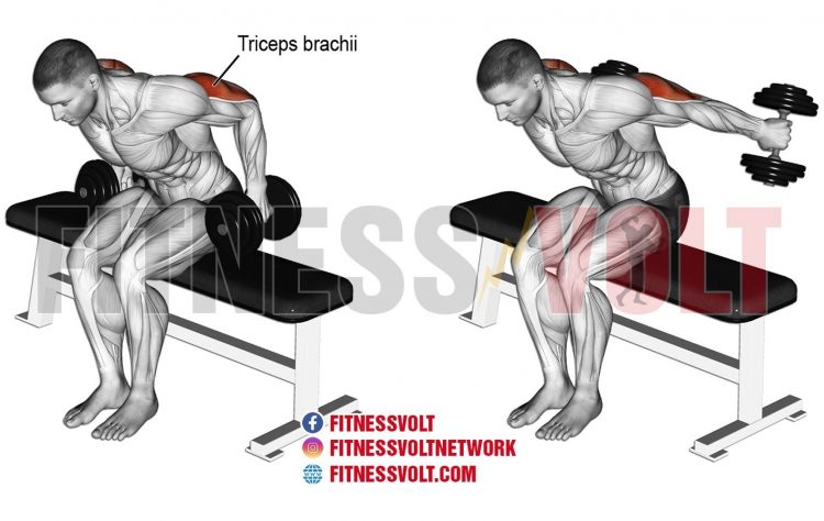 Seated dumbbell kickback