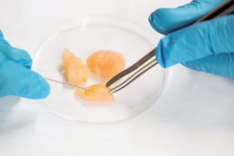 Scientist Dissecting Raw Chicken