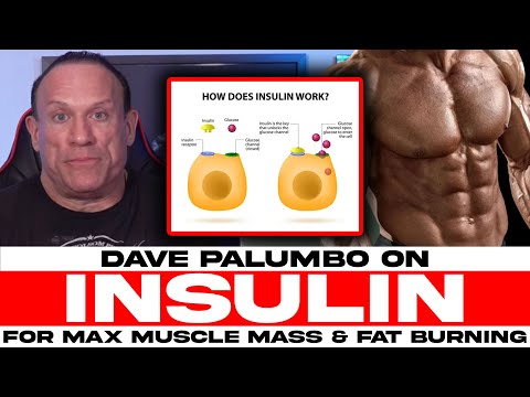 INSULIN: THE ULTIMATE GUIDE (Max Nutrient Absorption, Blood Sugar Control, Muscle Mass, Burn Fat)